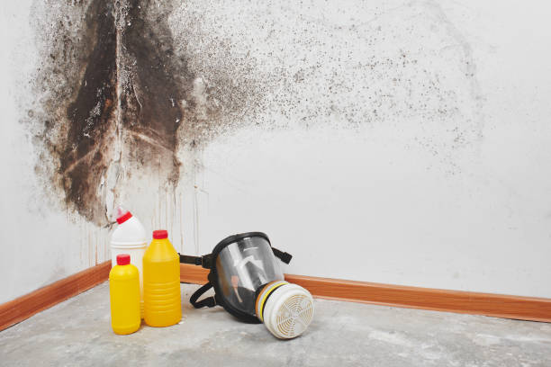 Best Mold Damage Repair  in Baltimore Highlands, MD