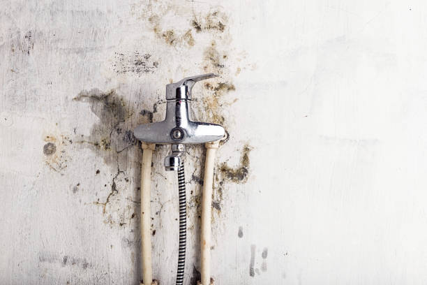 Best Black Mold Removal  in Baltimore Highlands, MD