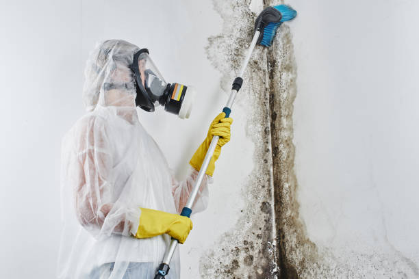 Professional Mold Removal in Baltimore Highlands, MD