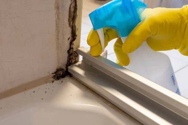 Home Mold Removal in Baltimore Highlands, MD