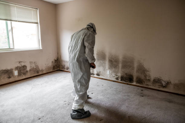Best Certified Mold Removal  in Baltimore Highlands, MD